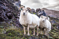 Iceland-Northern Tours-Shepherd's Trail in Northern Iceland